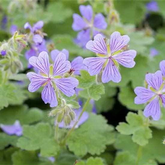 Geranium renardii