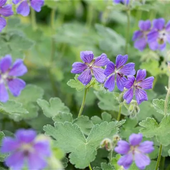 Geranium renardii 'Philippe Vapelle'