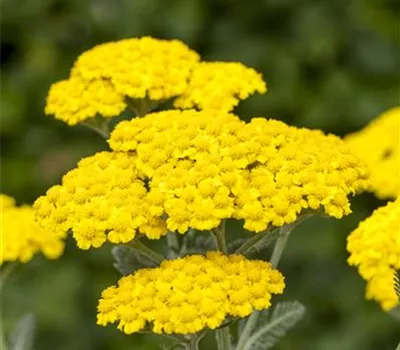 Achillea clypeolata 'Little Moonshine' -R-