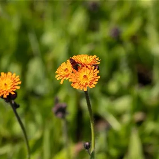 Hieracium aurantiacum