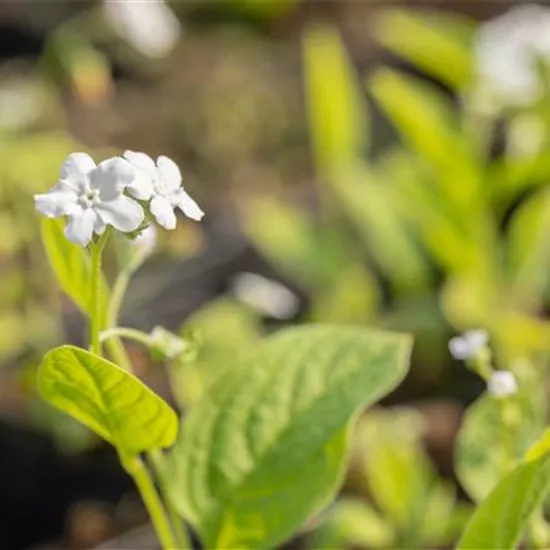 Omphalodes verna 'Alba'