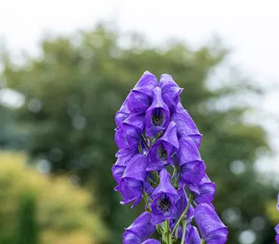 Aconitum henryi 'Spark'