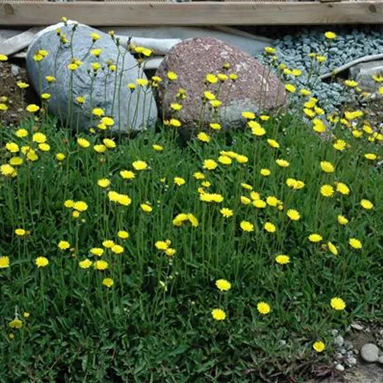 Hieracium pilosella
