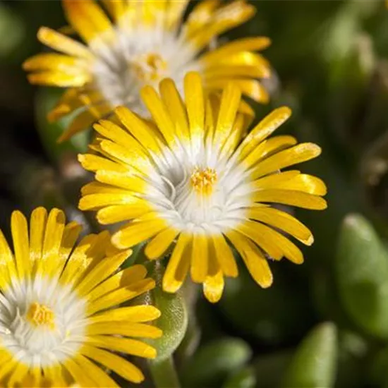 Delosperma congestum 'Golden Nugget'
