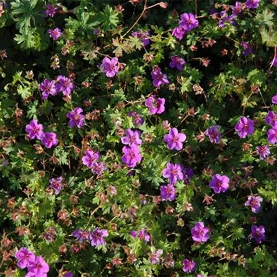 Geranium sanguineum 'Dilys'