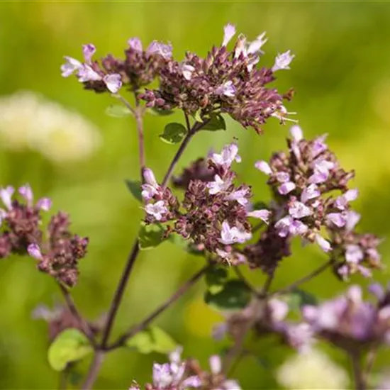 Origanum laevigatum 'Herrenhausen'