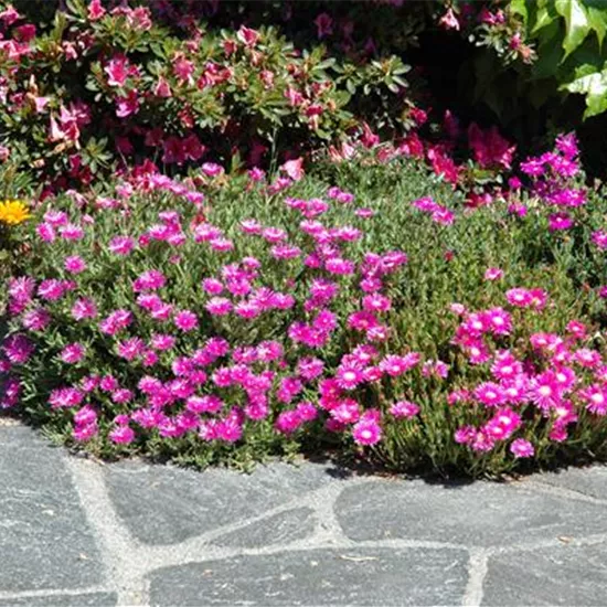 Delosperma cooperi, karminrot