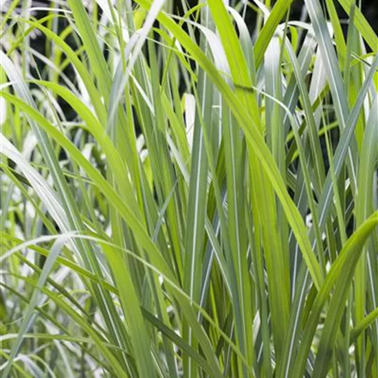 Miscanthus giganteus