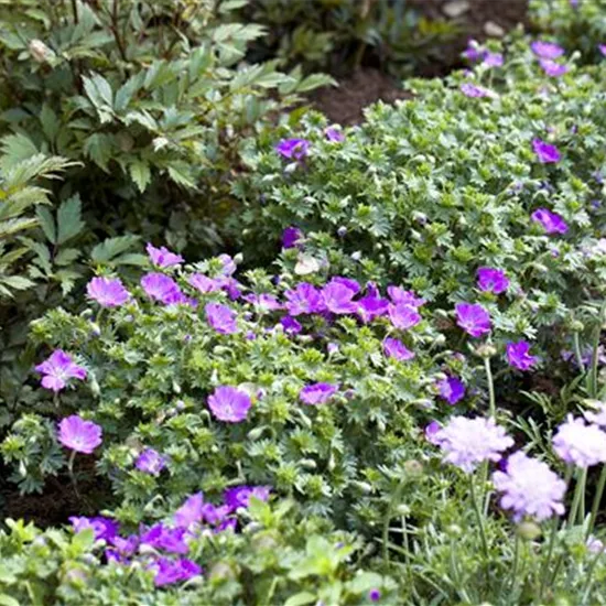 Geranium sanguineum 'Max Frei'