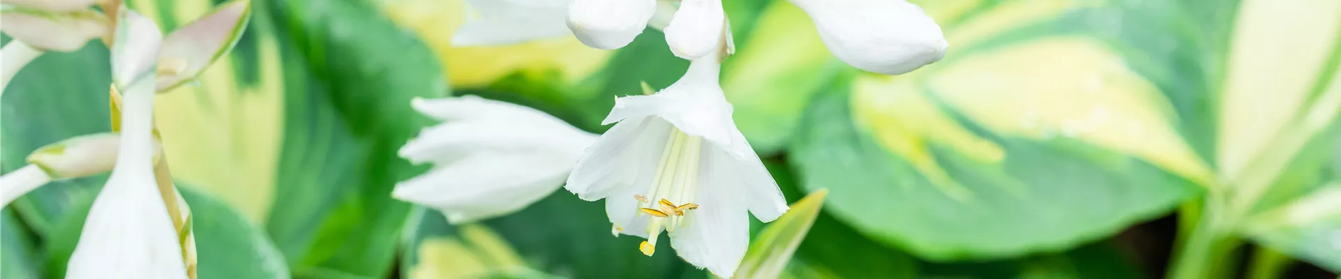 Hosta sieboldiana 'Dream Queen'