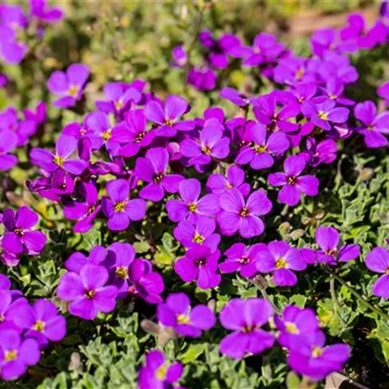 Aubrieta x cult.'Hamburger Stadtpark'