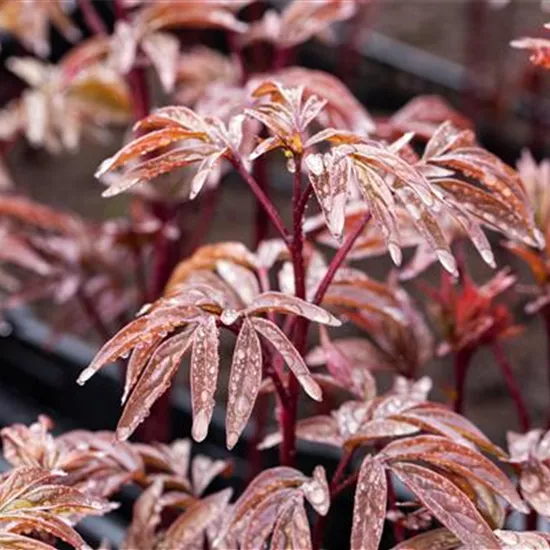 Paeonia lactiflora 'Karl Rosenfield'