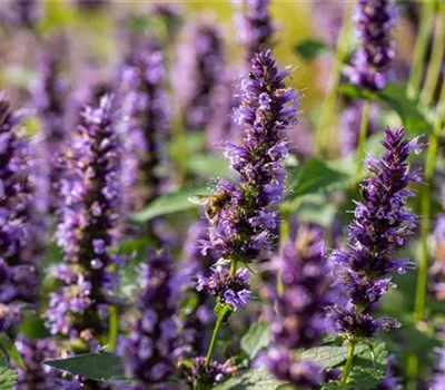 Agastache rugosa 'Black Adder'
