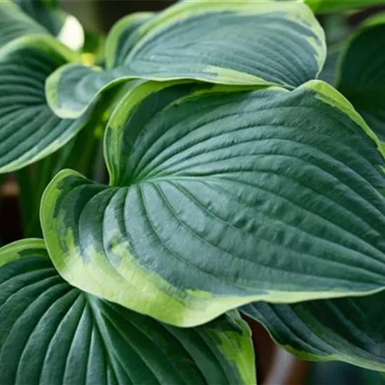 Hosta sieboldiana 'Frances Williams'