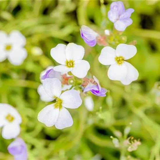 Aubrieta x cult.'Winterberg'