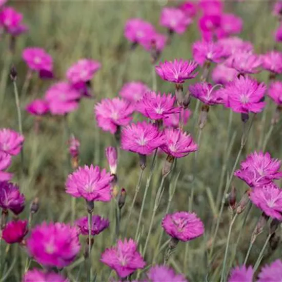 Dianthus carthusianorum