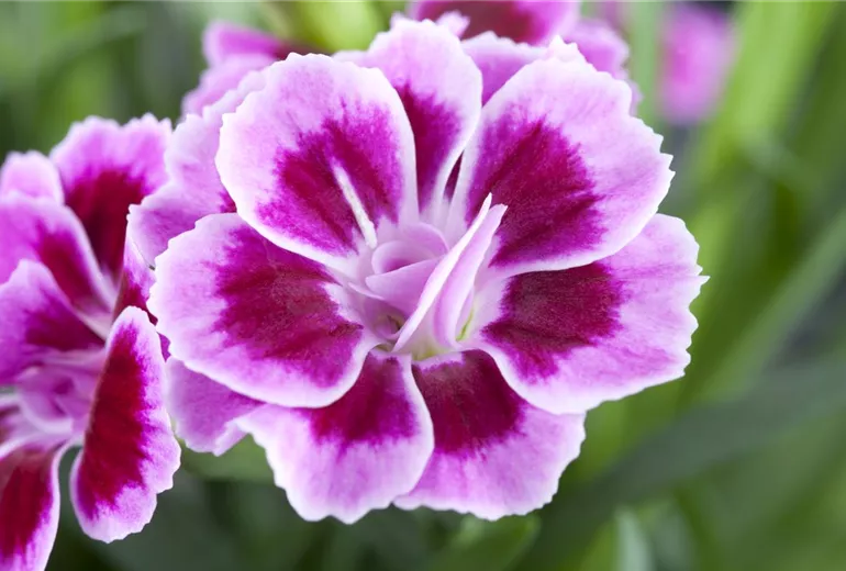 Dianthus
