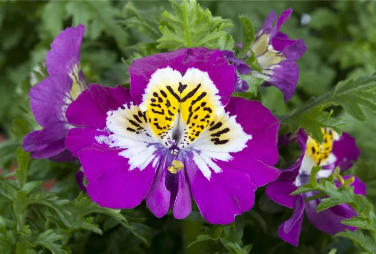 Schizanthus wisetonensis