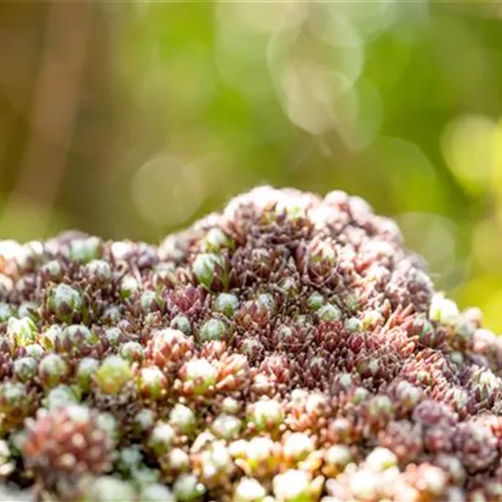 Sempervivum arachn.'Silberkarneol'
