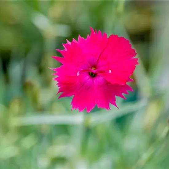 Dianthus gratianop.'Badenia'