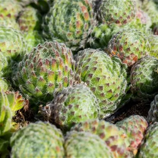 Sempervivum ciliosum 'Borisii'