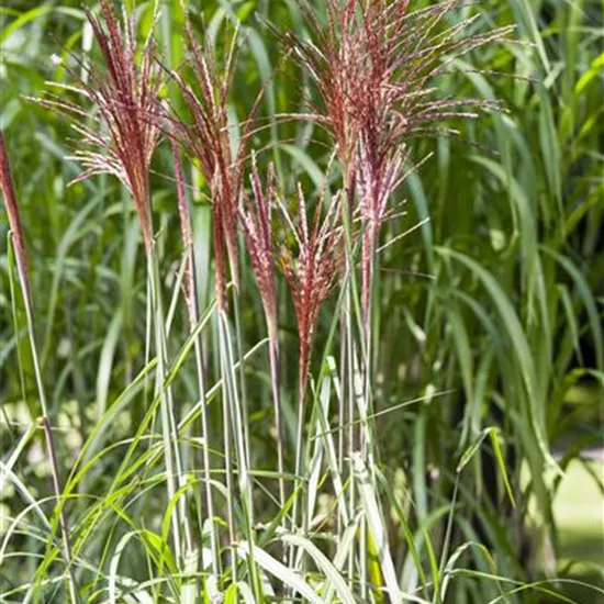 Miscanthus sinensis 'Pünktchen'