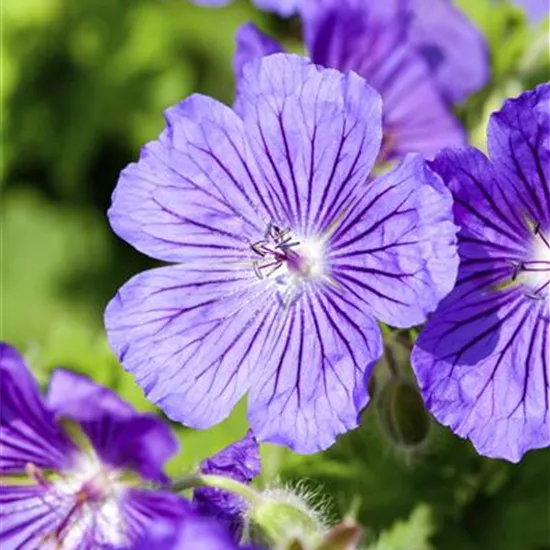 Geranium x magnificum 'Rosemoor'