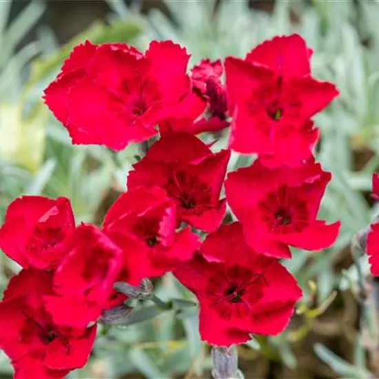 Dianthus gratianop.'Lavastrom'
