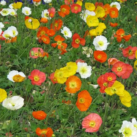 Papaver nudicaule 'Gartenzwerg'