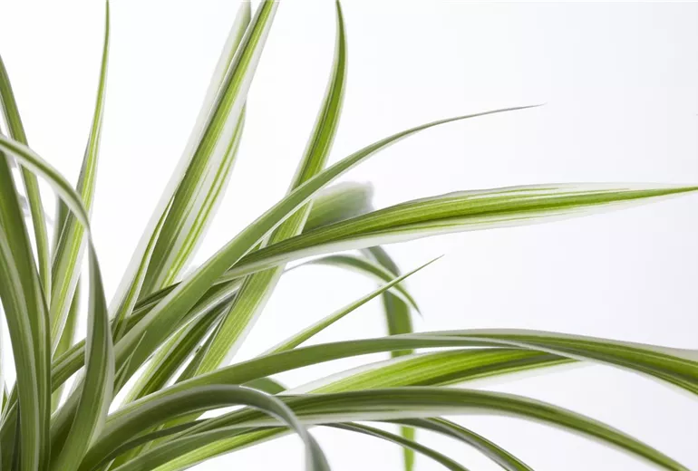 Chlorophytum comosum 'Variegatum'