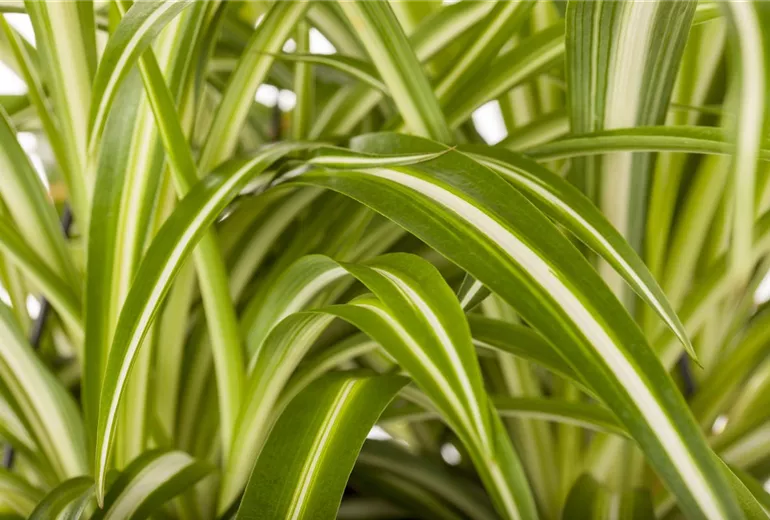 Chlorophytum comosum 'Variegatum'