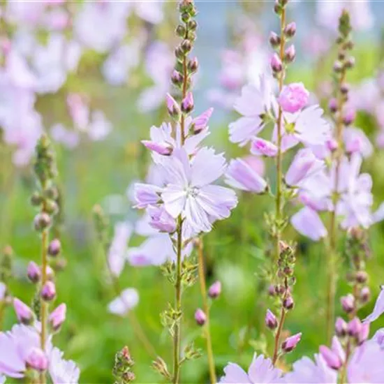 Sidalcea malviflora 'Elsie Heugh'