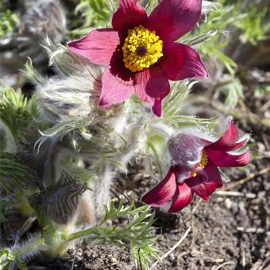 Pulsatilla vulgaris 'Rote Glocke'