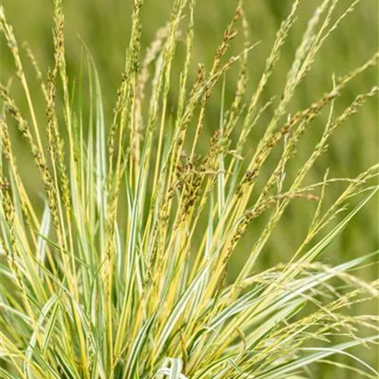 Molinia caerulea 'Variegata'
