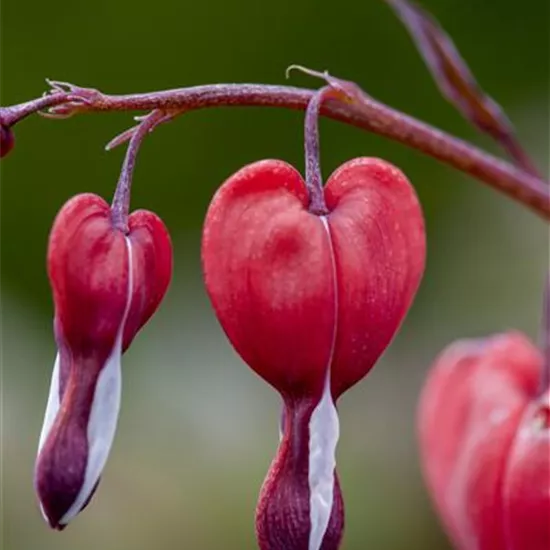 Dicentra spectabilis 'Valentine' -R-