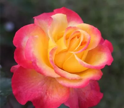 Rosa 'Flaming Star' -R- BT