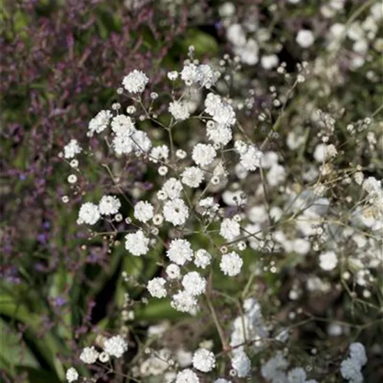 Gypsophila paniculata 'Bristol Fairy'