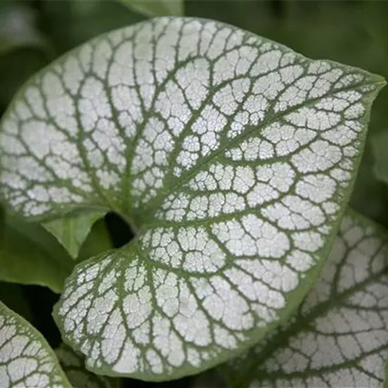Brunnera macrophylla 'Jack Frost' -R-