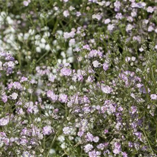 Gypsophila paniculata 'Flamingo'