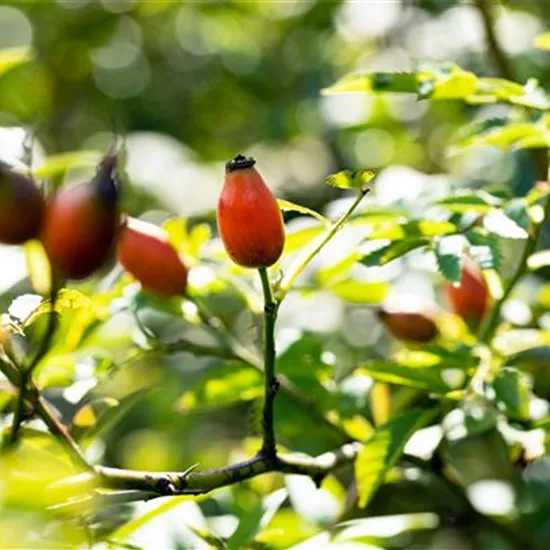 Rosa canina