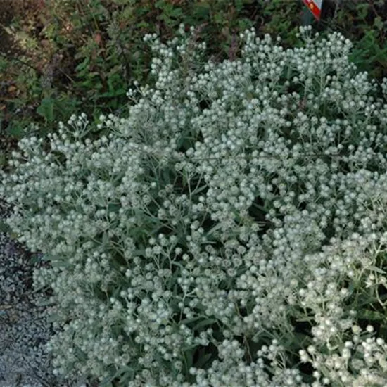 Anaphalis triplinervis 'Sommerschnee'