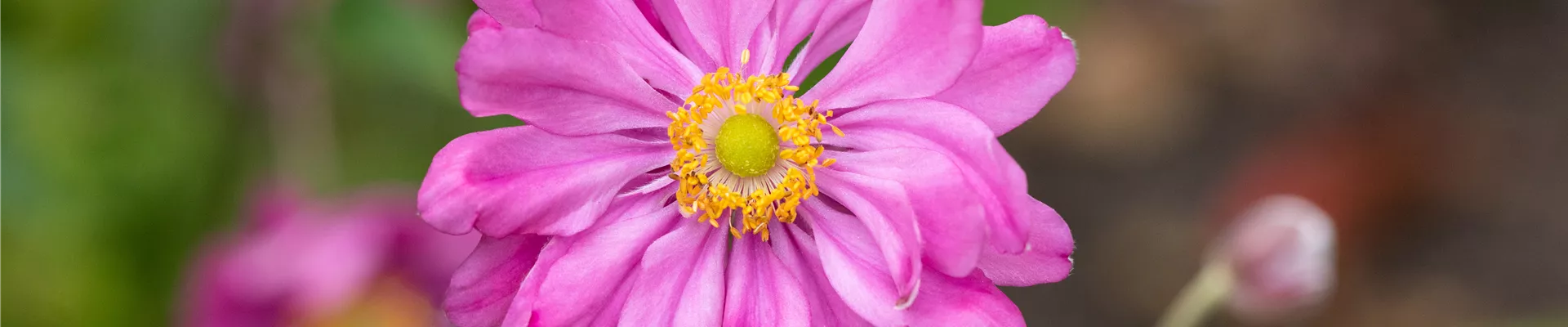 Anemone japonica 'Prinz Heinrich'