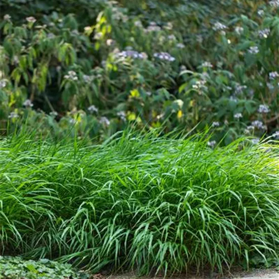 Hakonechloa macra 'Greenhills'