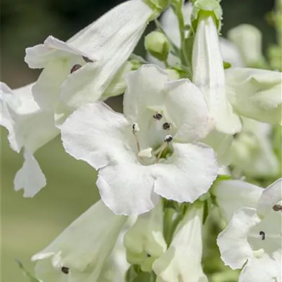 Penstemon x cult.'White Bedder'