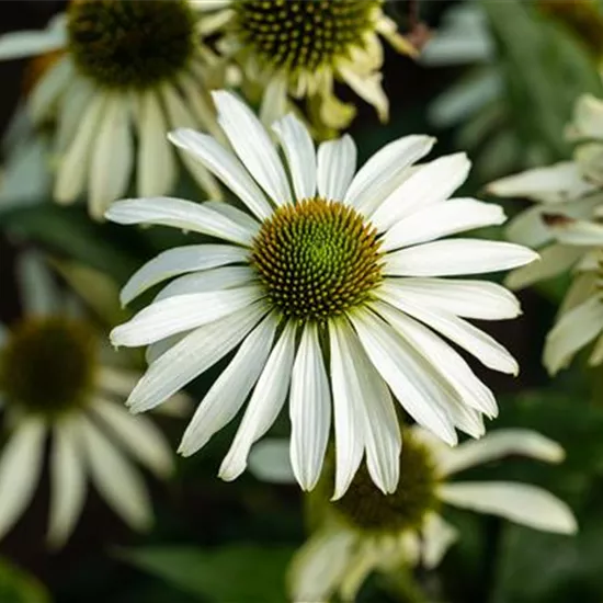 Echinacea purpurea 'Green Jewel'