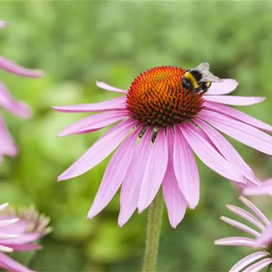 Echinacea purpurea 'Magnus'