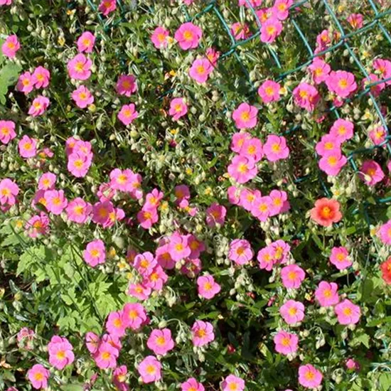 Helianthemum x cult.'Lawrensons Pink'