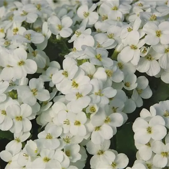 Arabis caucasica 'Alabaster'