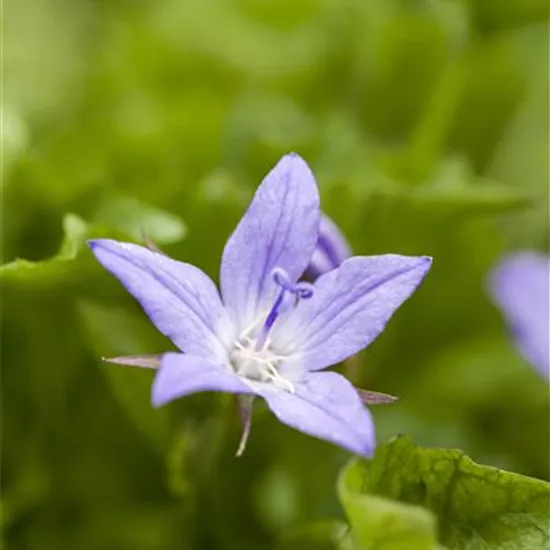 Campanula poscharskyana 'Stella'