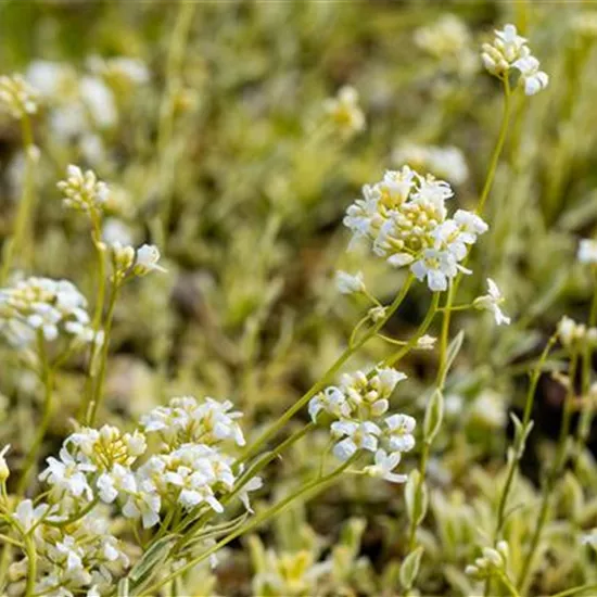 Arabis ferdinandi-coburgii 'Variegata'